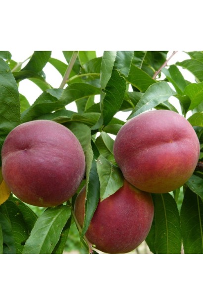 Персик Роял Глорі — урожай на дереві в липні